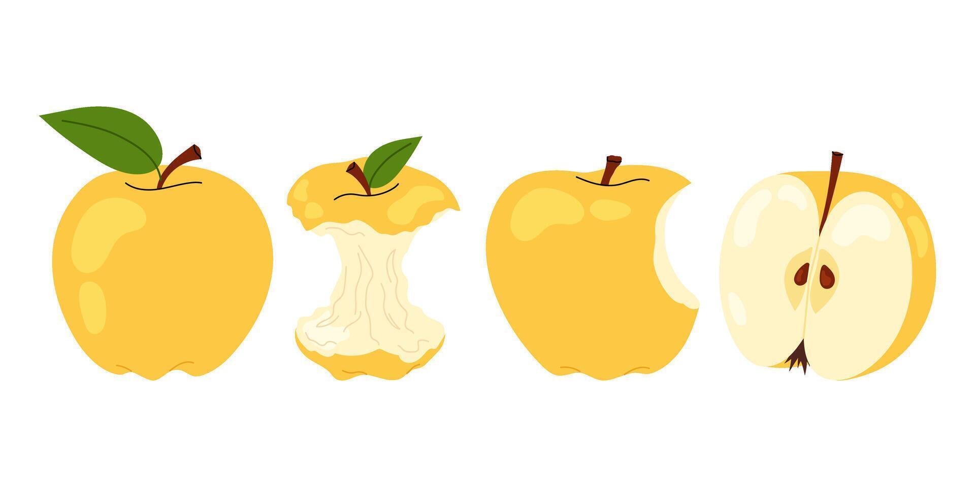 Set yellow apple. Ripe and bitten apple, an apple stump isolated on white background. For food, healthy lifestyle themes or school. vector