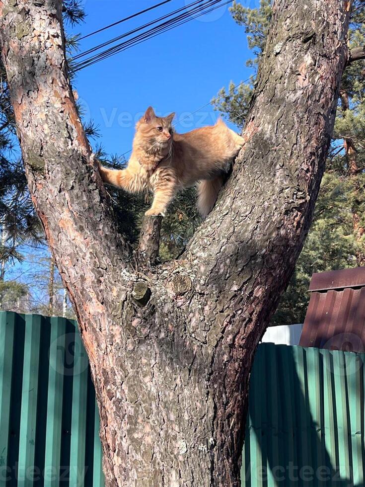 Orange cat climbs a tree outside and looks around photo