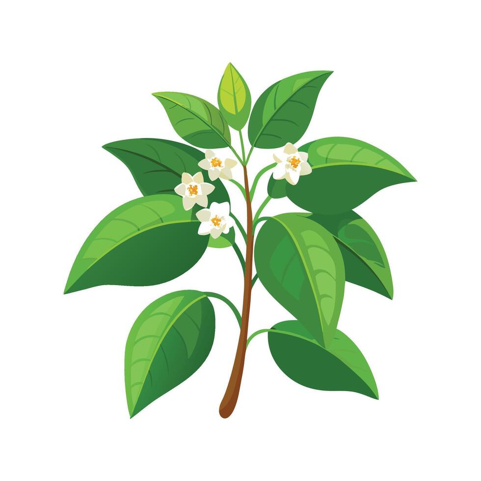 Charming Hoya Wayetii Artwork vector