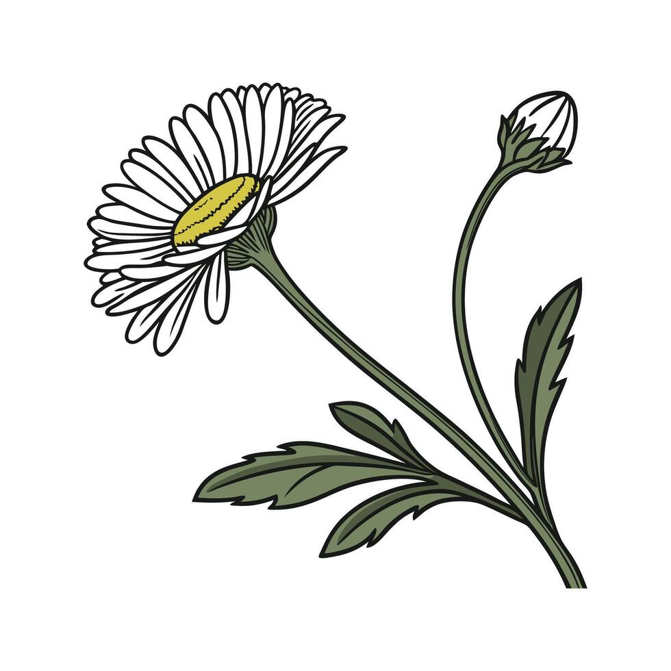 Vivid Daisy Fleabane Illustration with White vector