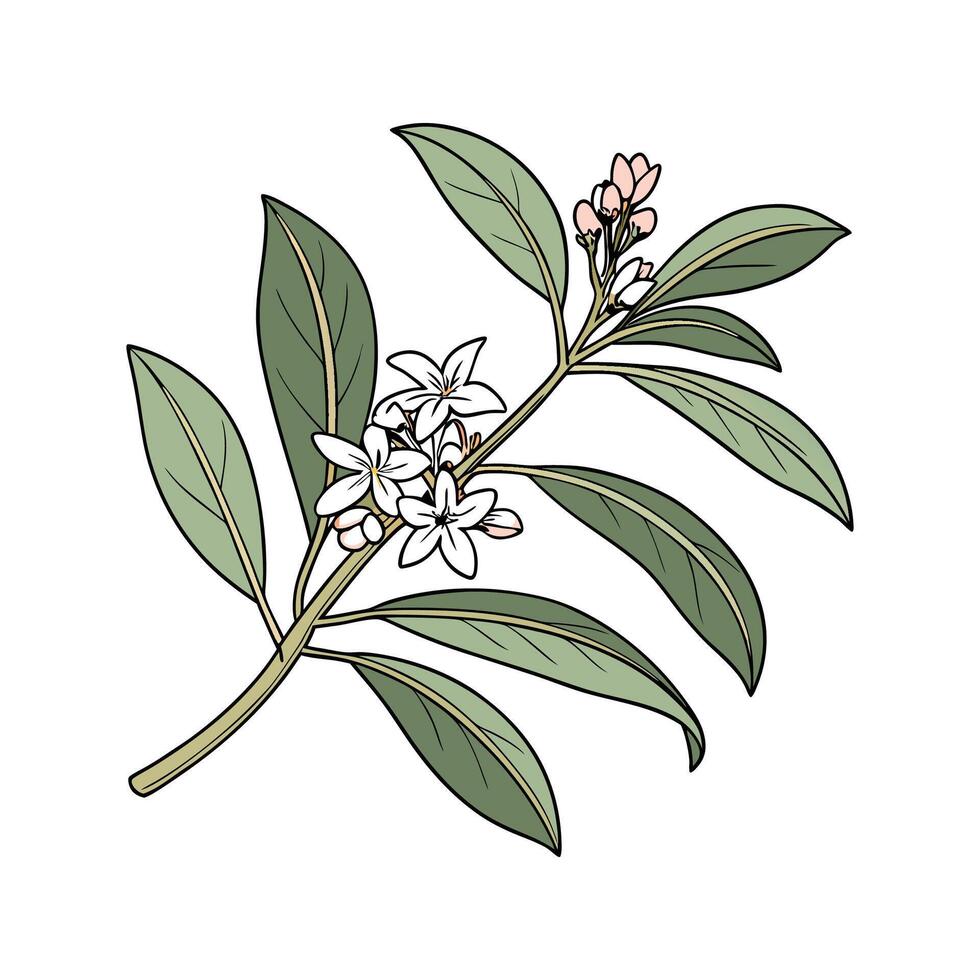 Beautiful Daphne Odora Illustration with White vector