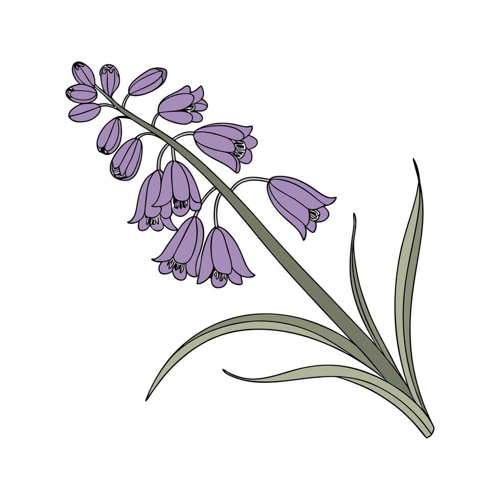 Charming Grape Hyacinth Design on White vector