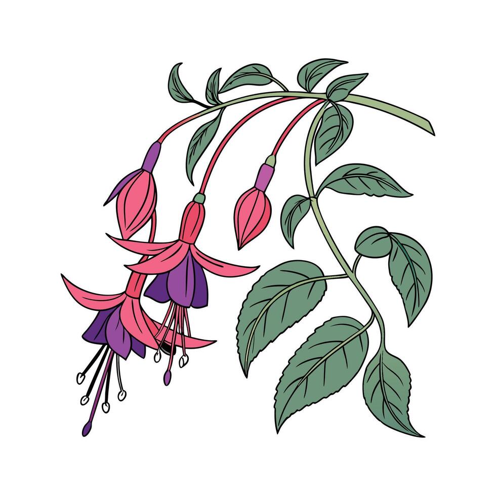 Charming Fuchsia Magellanica Design on White vector