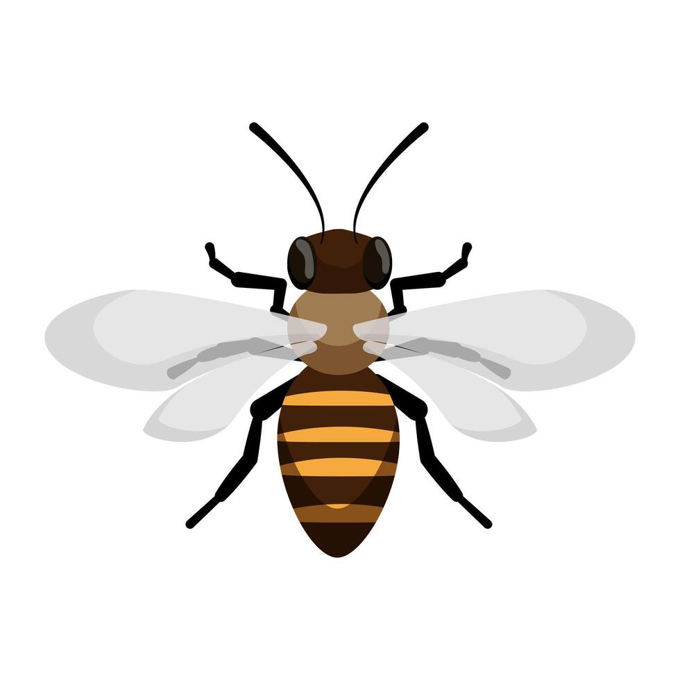 Detailed Bee Top View illustration vector