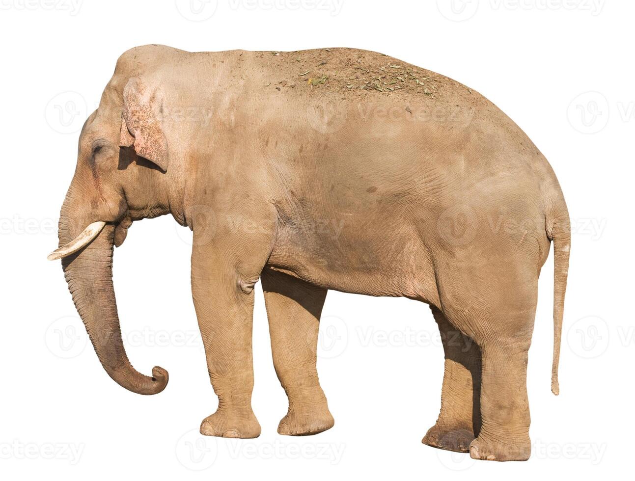 Elephant over white 2 photo