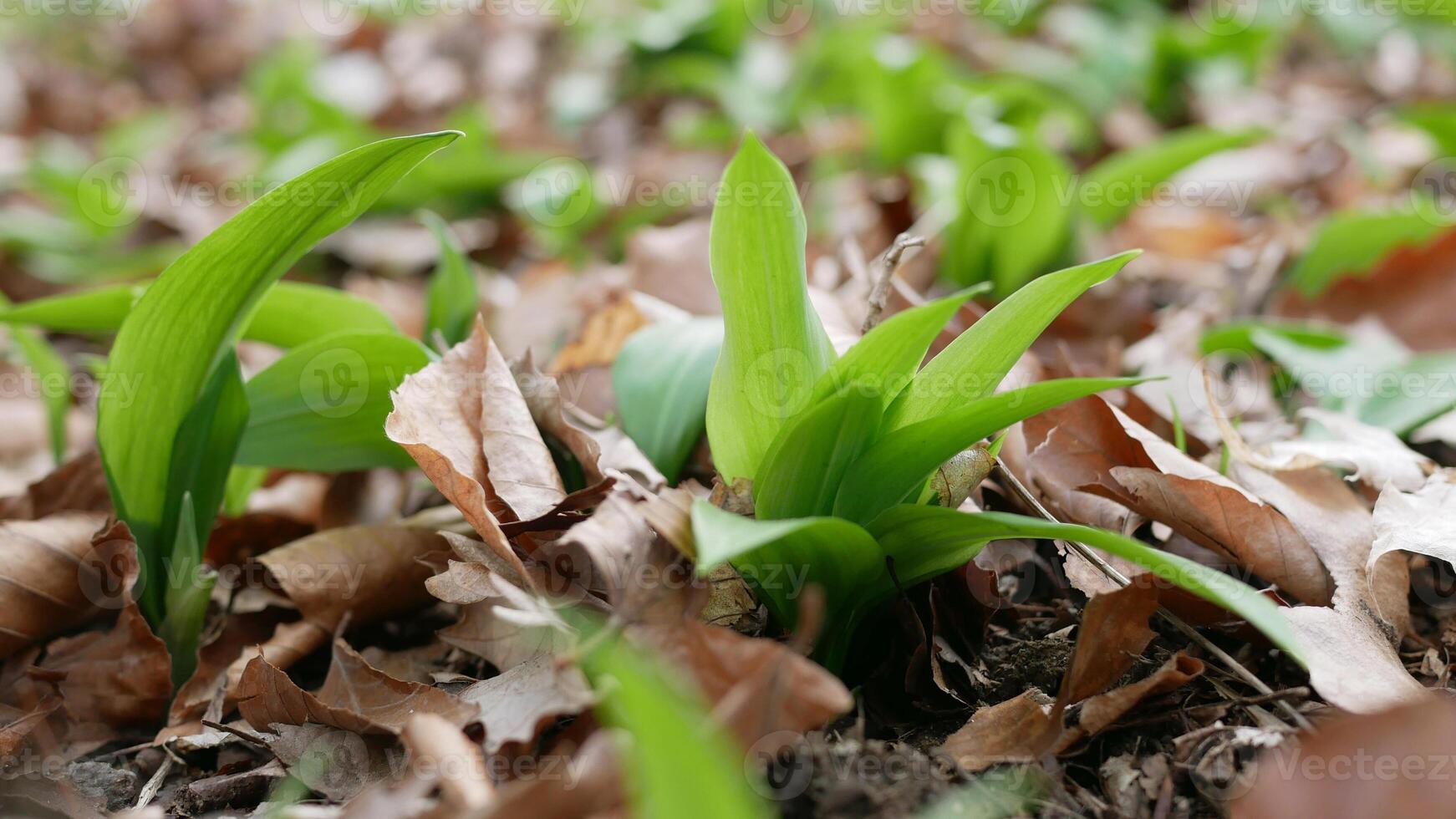 A first shoot of wild garlic in early spring. The growth of Ramson wild leek Barlauch in Potzleinsdorfer Schlosspark in Vienna photo