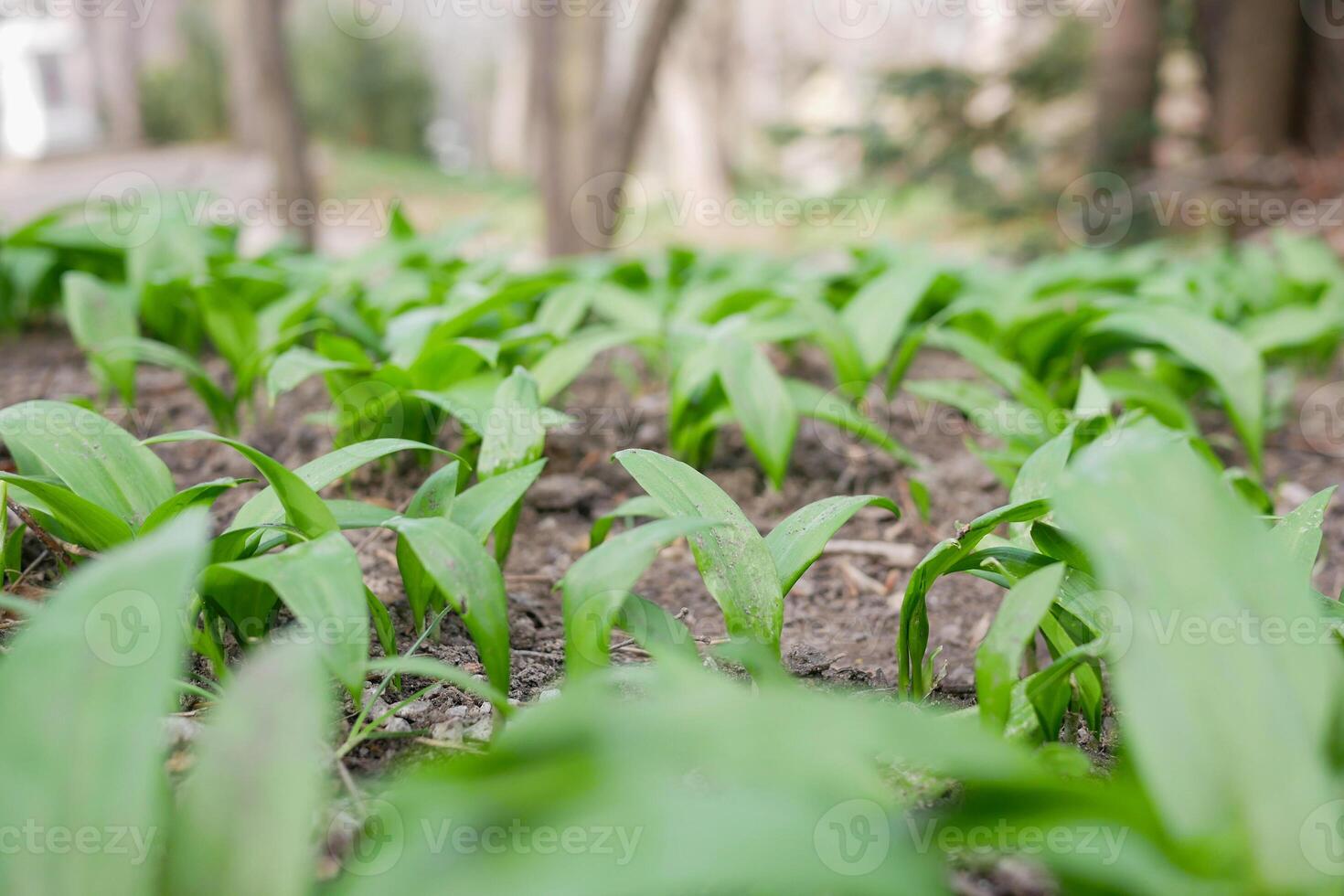 The first shoots of wild garlic appear in spring. The growth of young Ramson wild leek Barlauch in Potzleinsdorfer Schlosspark in Vienna photo