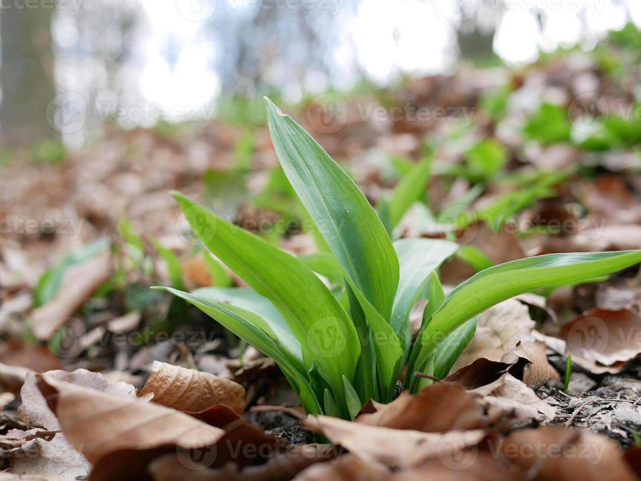 The first shoot of wild garlic in early spring. The growth of young Ramson wild leek Barlauch in Potzleinsdorfer Schlosspark in Vienna photo