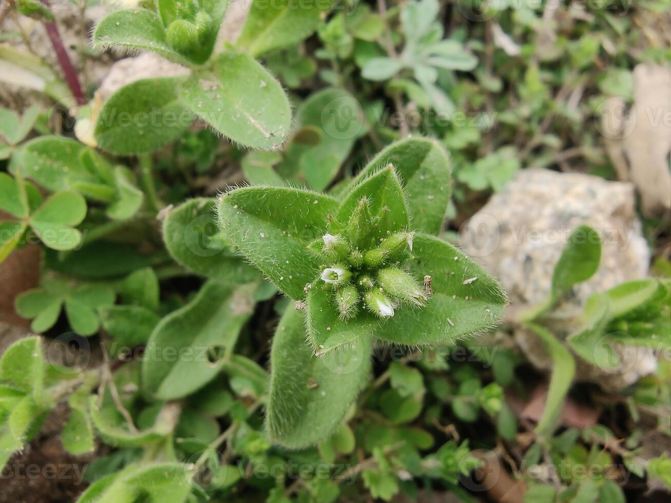 Sticky mouse-ear chickweed, Cerastium glomeratum or clammy chickweed plant photo
