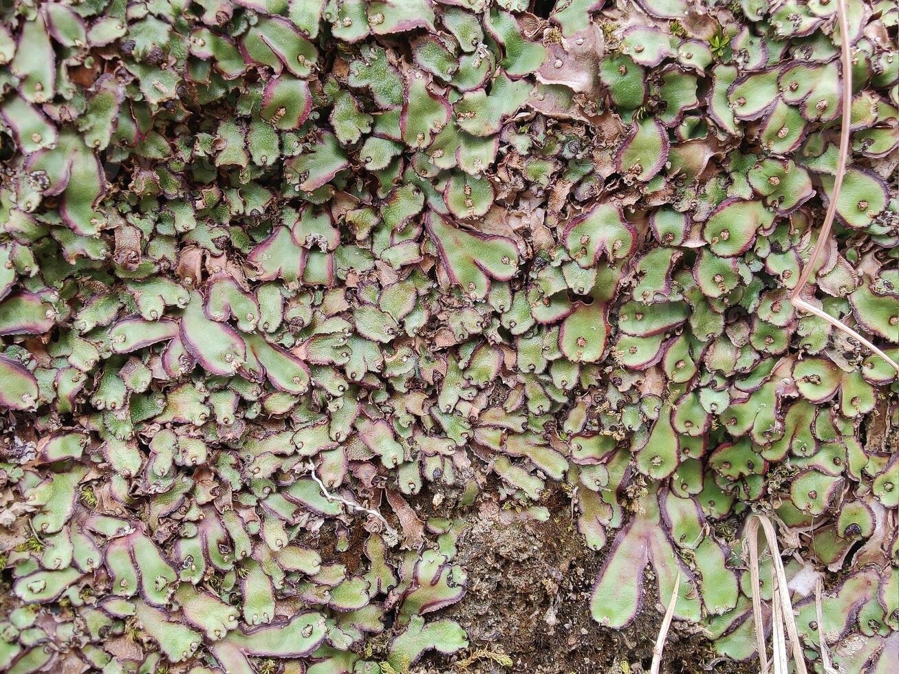 Cliff Waxwort, Plagiochasma rupestre or Liverwort plant photo