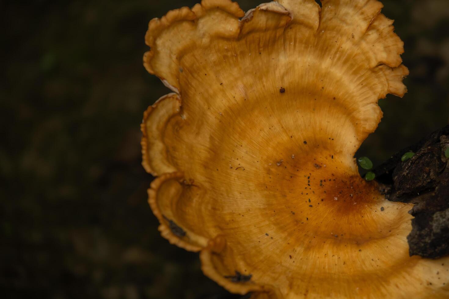 Closeup of a honeycomb mushroom growing on dead tree trunk in monsoon season the forest photo