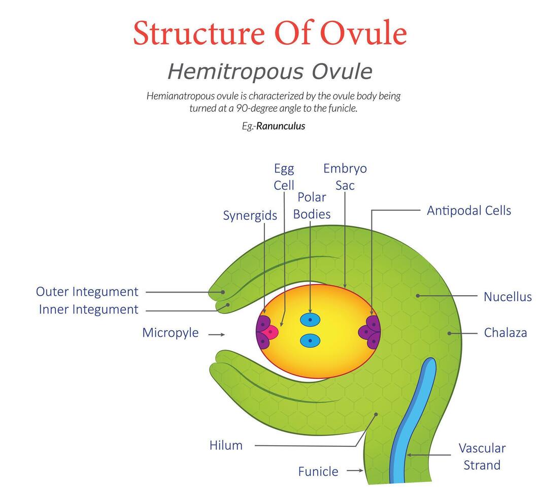Hemitropous Ovule Diagram Showing Structure and Labeled Parts vector