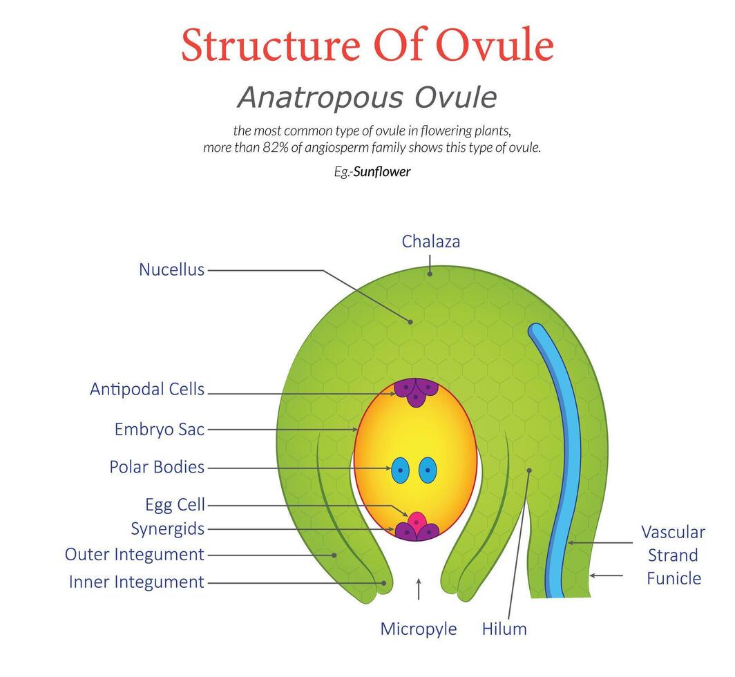 Anatropous Ovule Diagram Structure and Key Features Illustrated vector