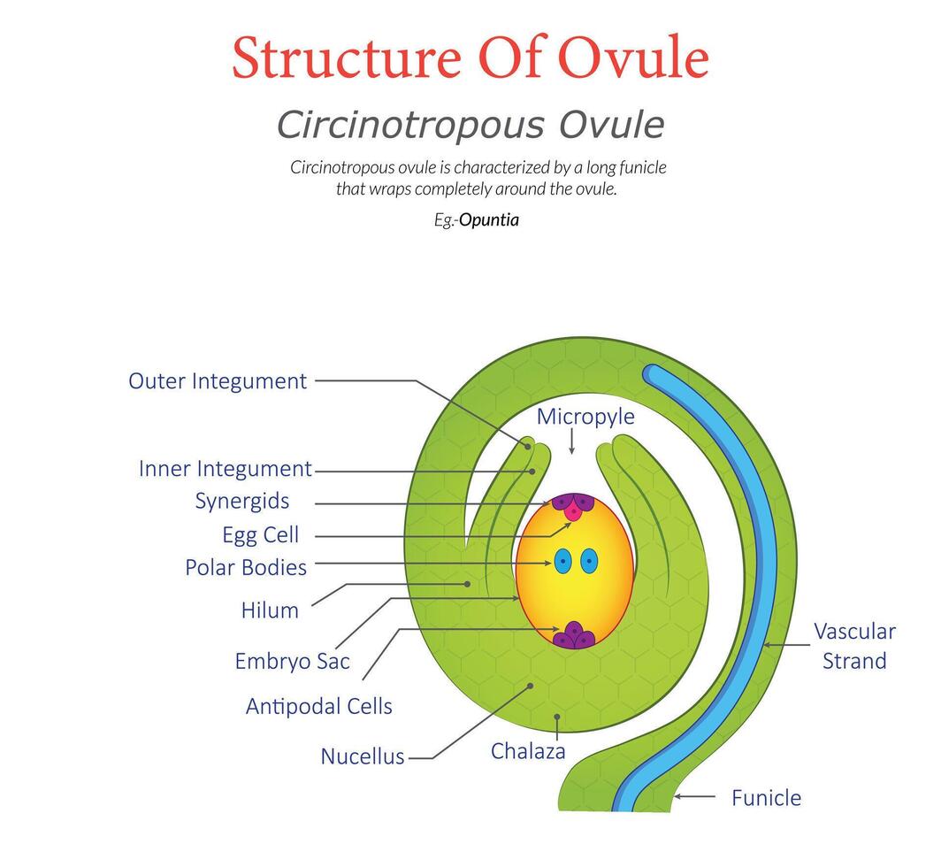 Circinotropous Ovule Diagram Showing Coiled Structure with Labeled Parts vector