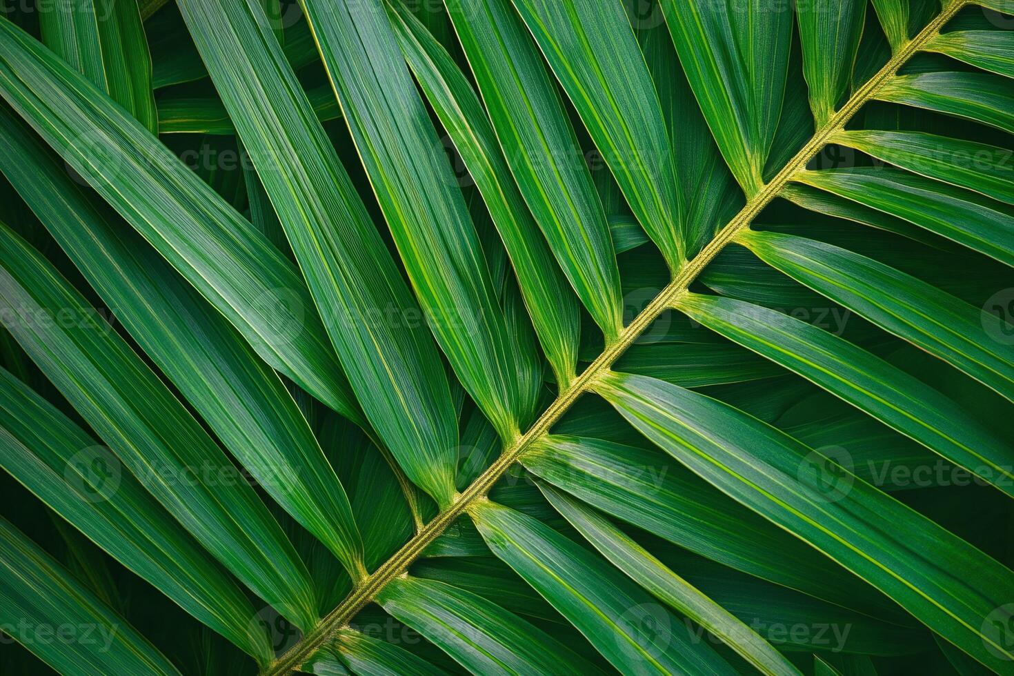 Closeup of Vibrant Green Palm Leaf with Parallel Stripes and Textured Pattern on Dark Background photo