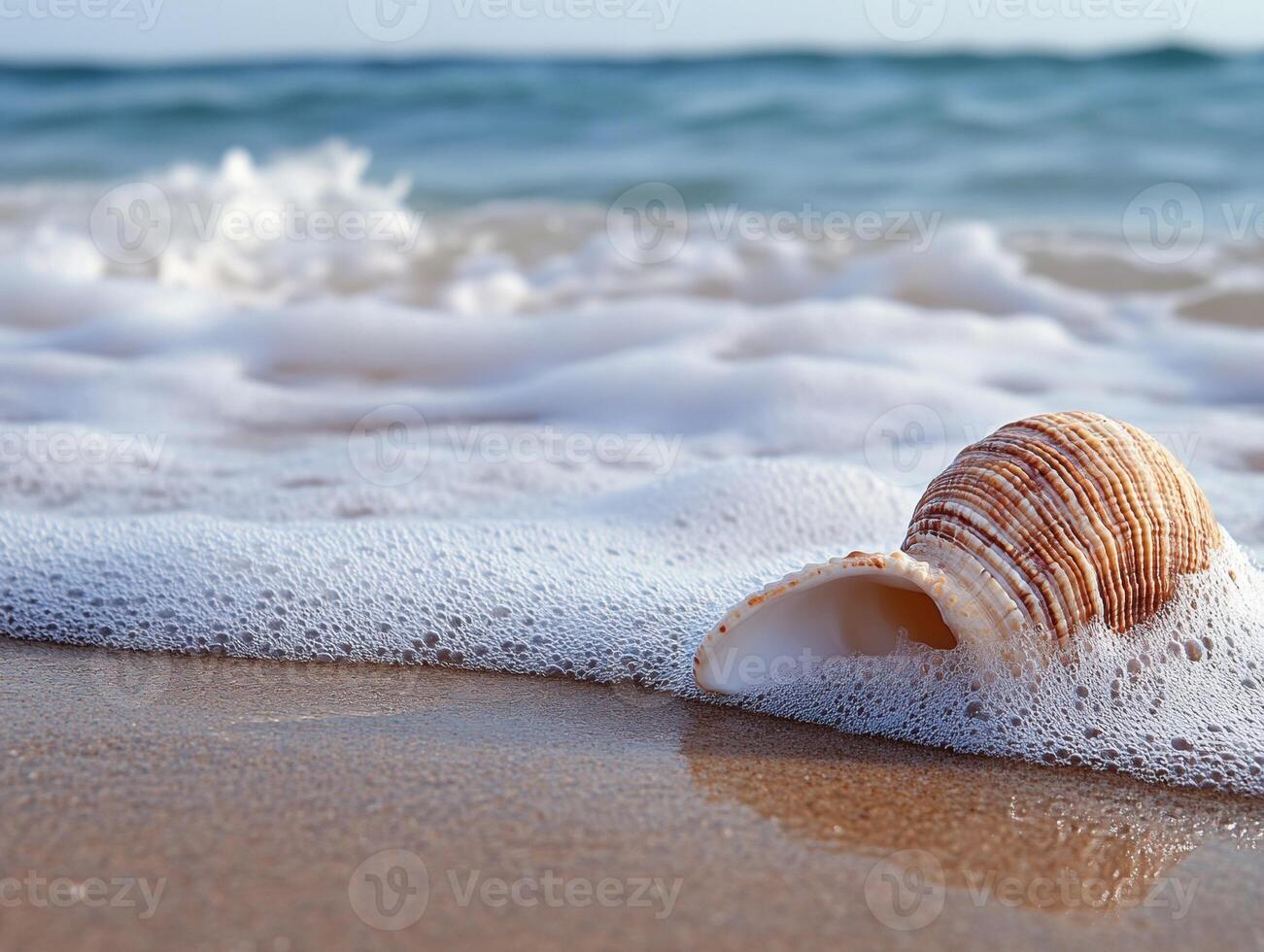 Seashell resting peacefully on a sandy beach at low tide photo