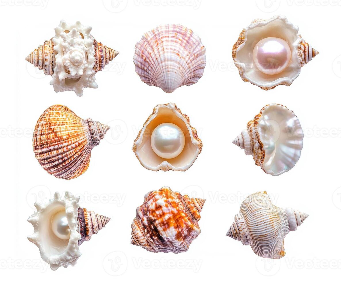 Beautiful collection of seashells with pearls displayed artfully photo