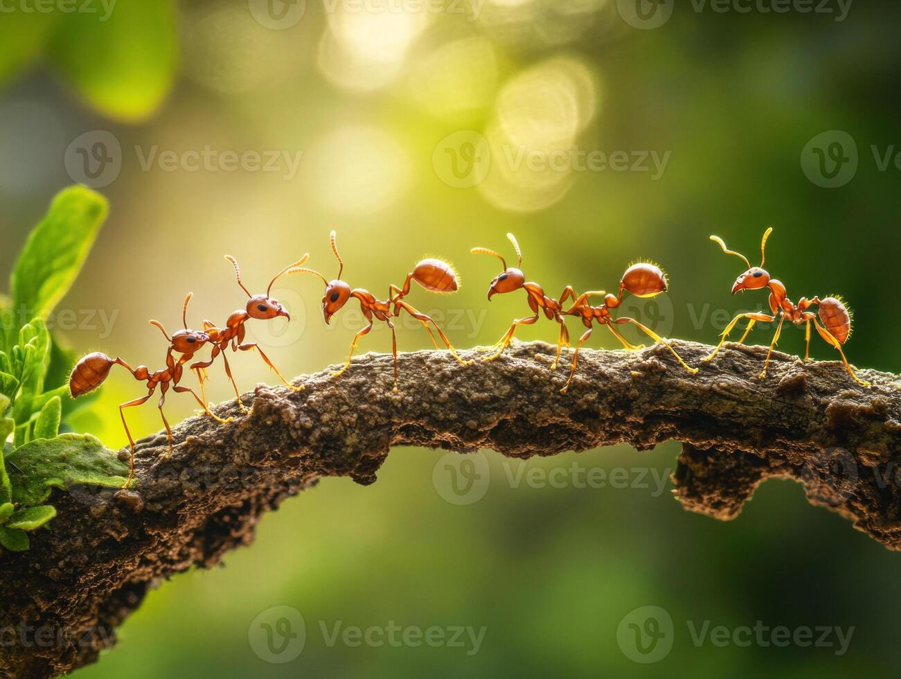 Ants marching along a branch in a lush green environment photo