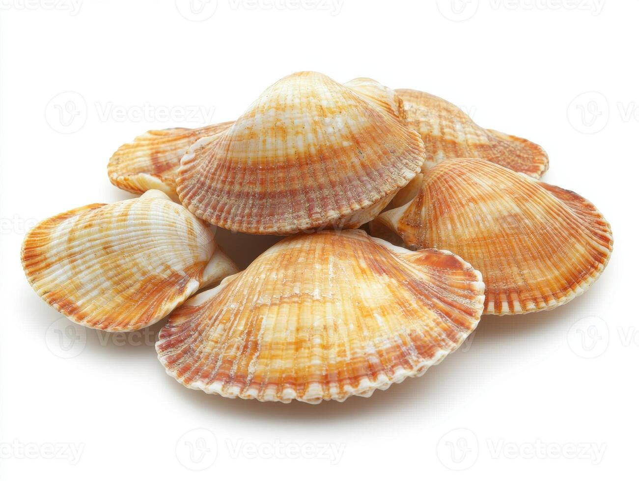 Beautifully patterned scallops arranged on a white surface photo