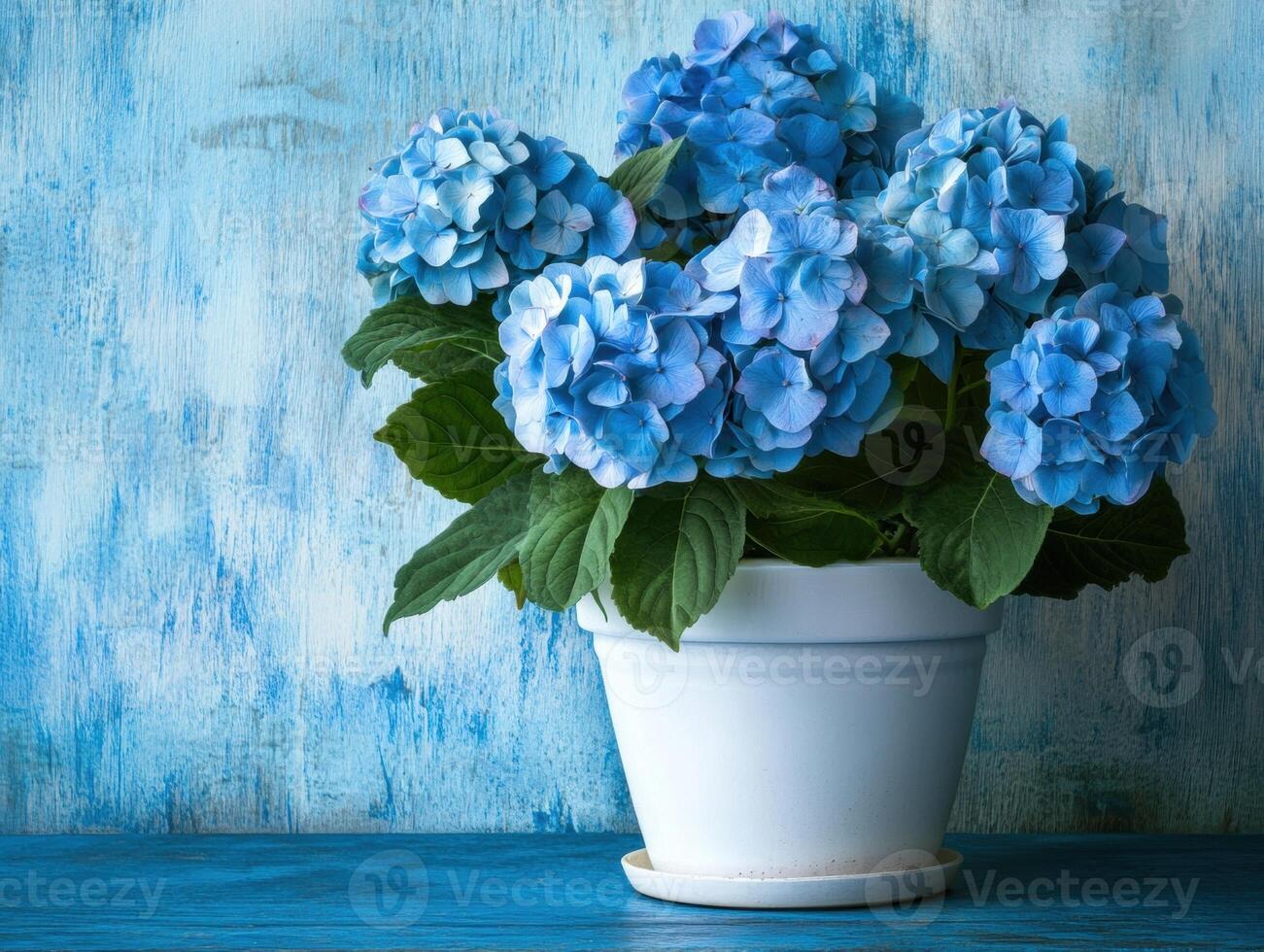 Beautiful blue hydrangeas in a white pot on a blue background photo