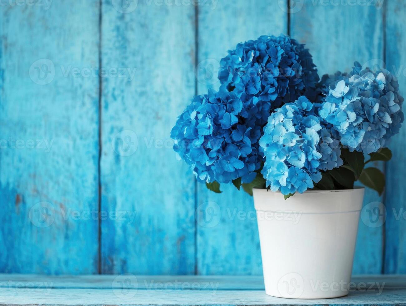 Vibrant blue hydrangeas in a white pot against a rustic blue backdrop photo