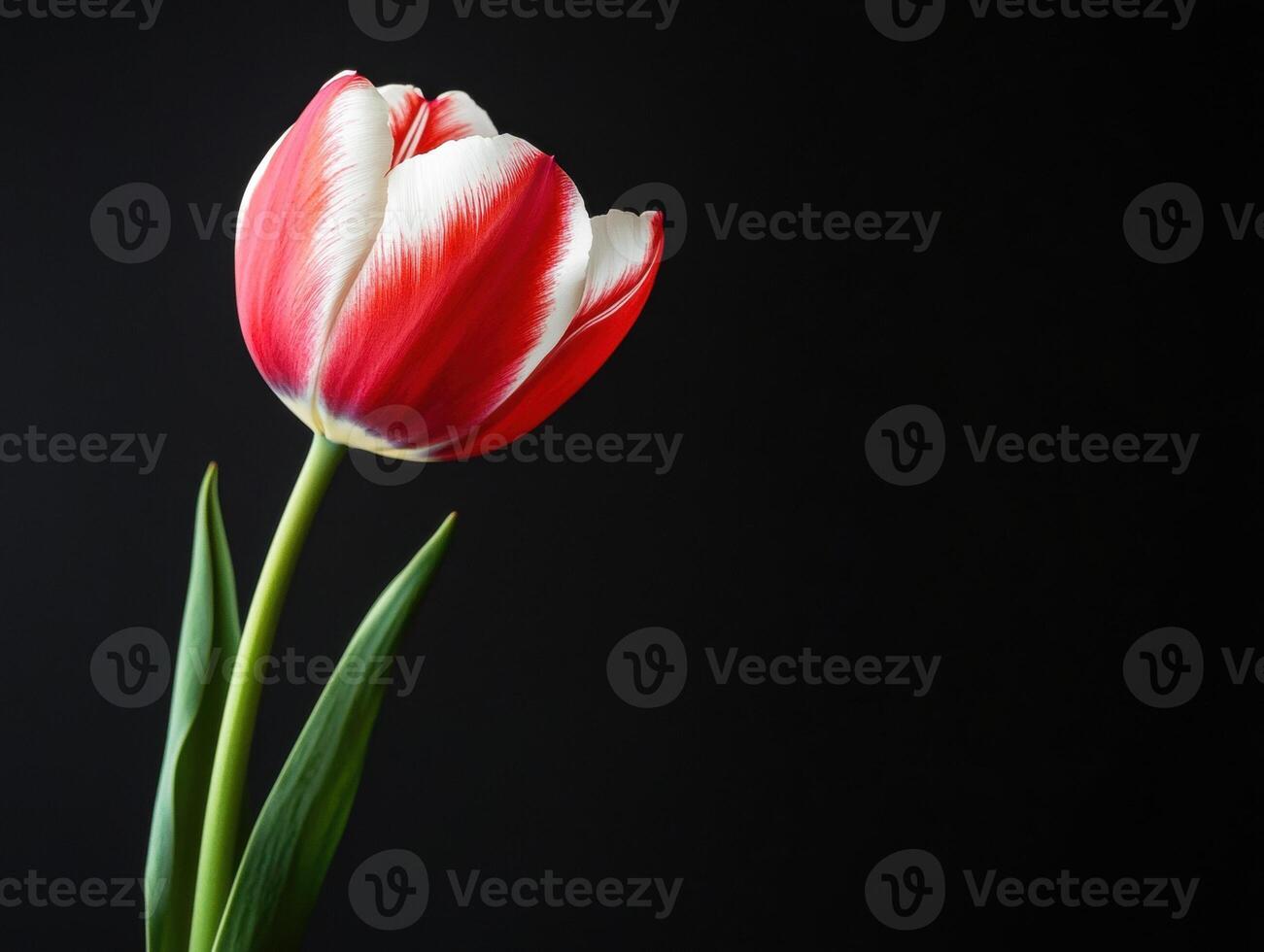 Colorful tulip blooms against a dark backdrop in close-up view photo