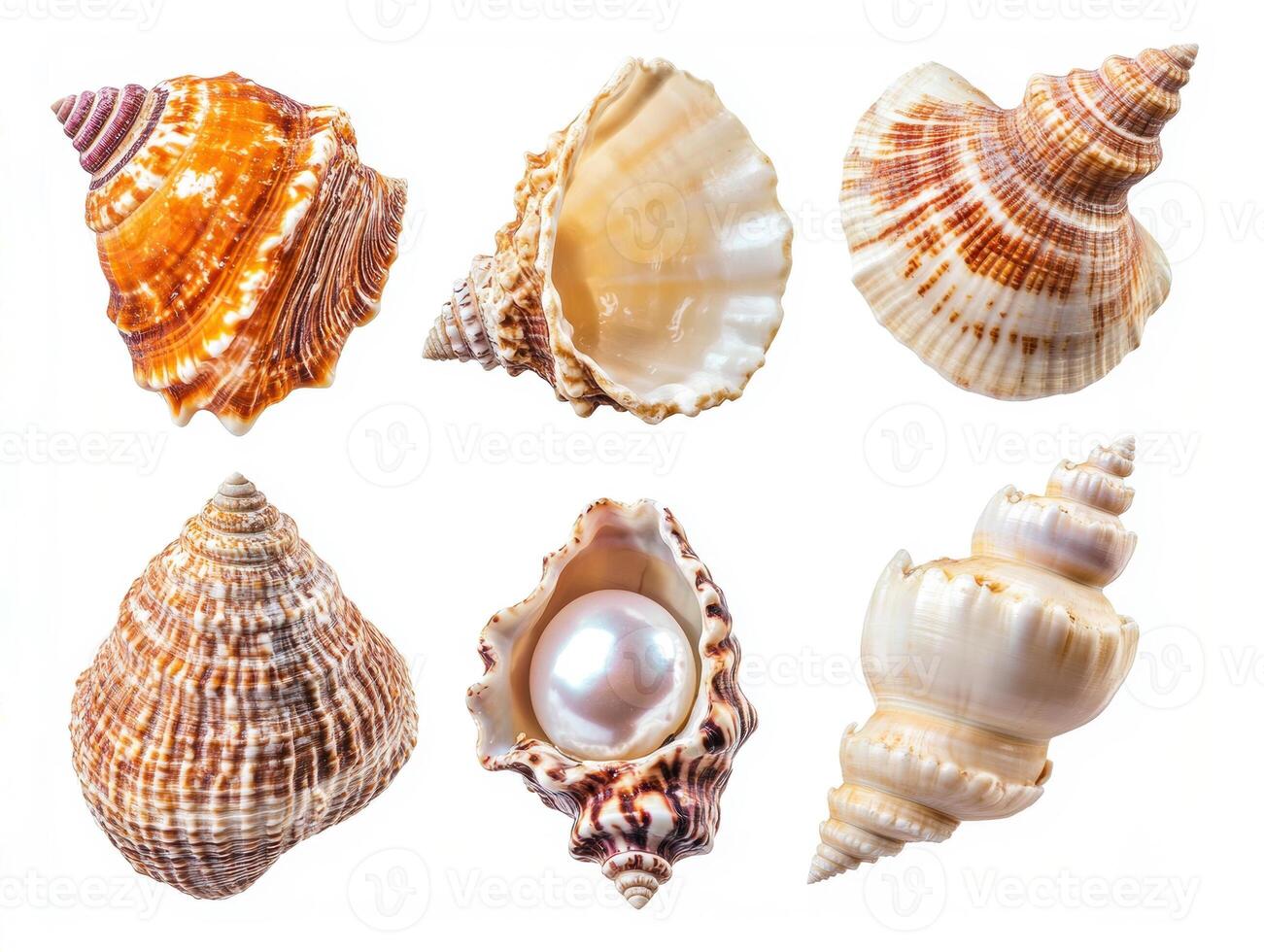 Collection of unique seashells displayed on a white background photo