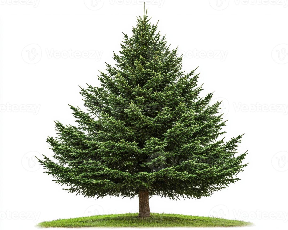 Evergreen conifer tree with lush green foliage in clear background photo
