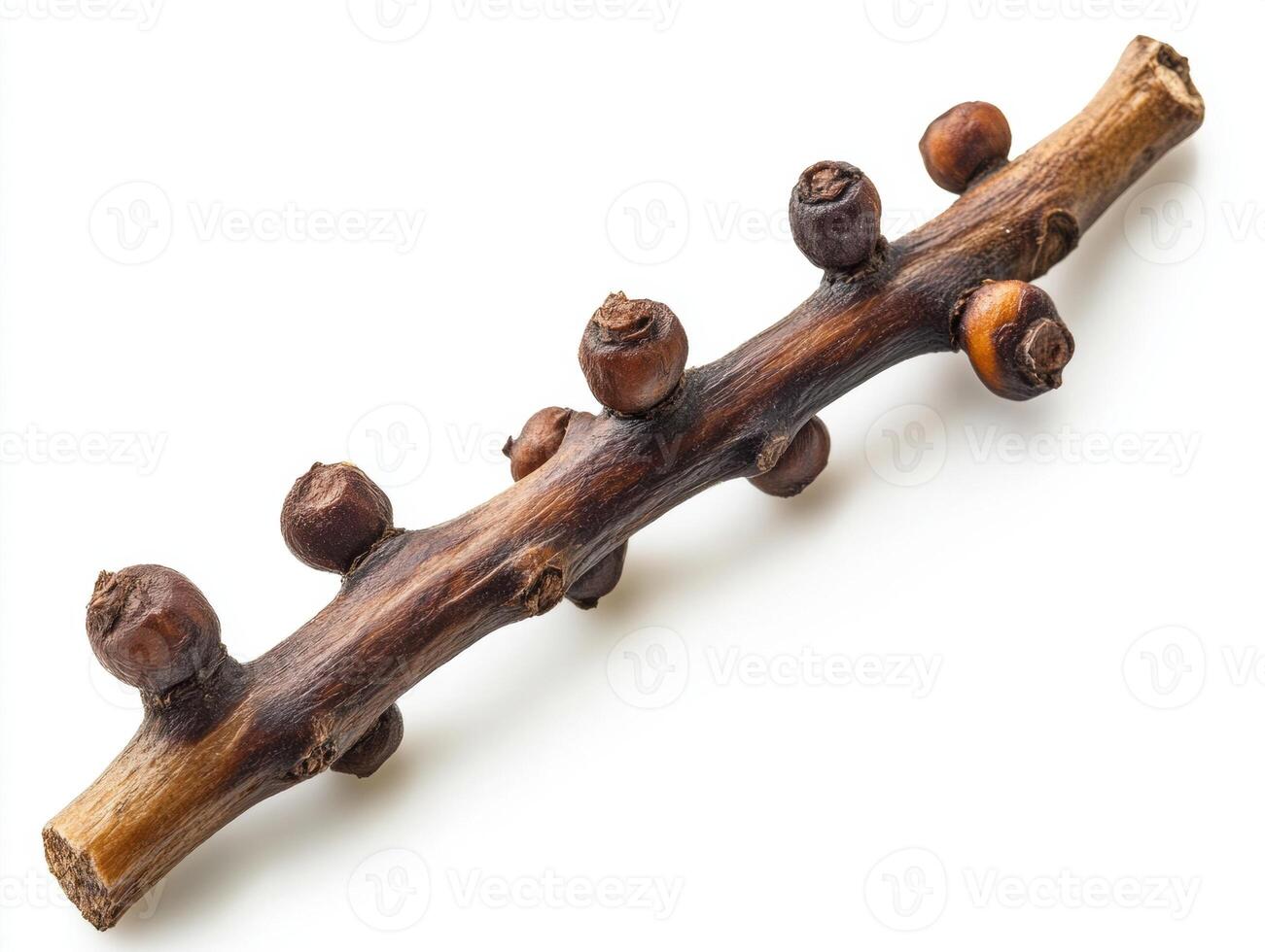 Unique natural branch with unusual growths found in forest photo