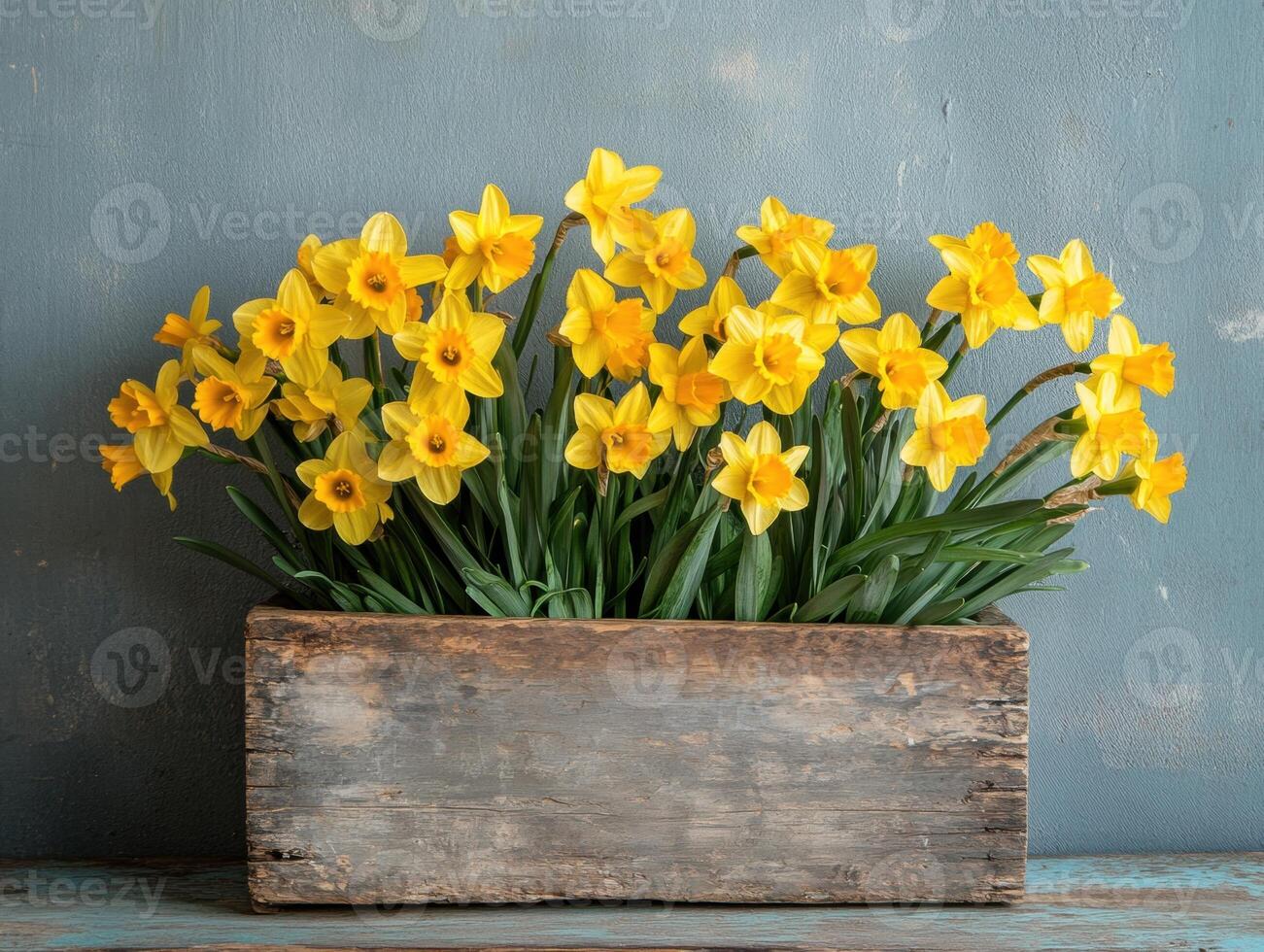 Bright yellow daffodils arranged in rustic wooden planter photo