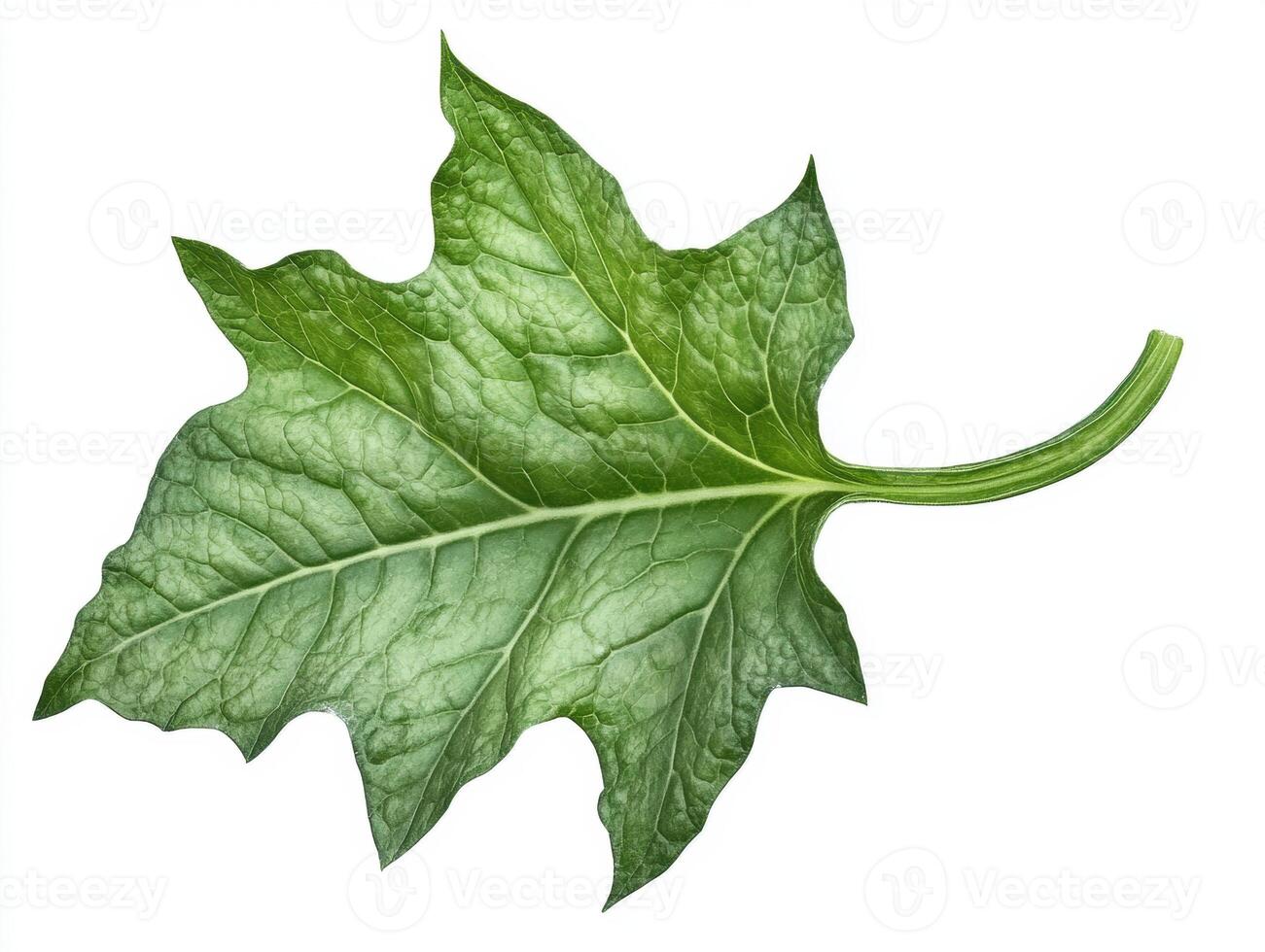 Close-up of a green leaf showcasing detailed texture and veins photo