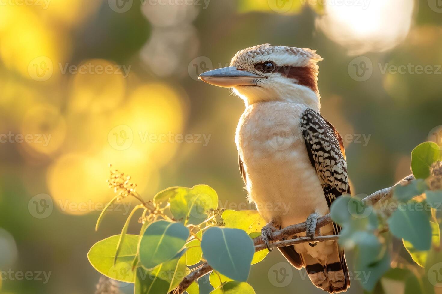 Kookaburra perched on branch enjoying golden sunlight in australia photo