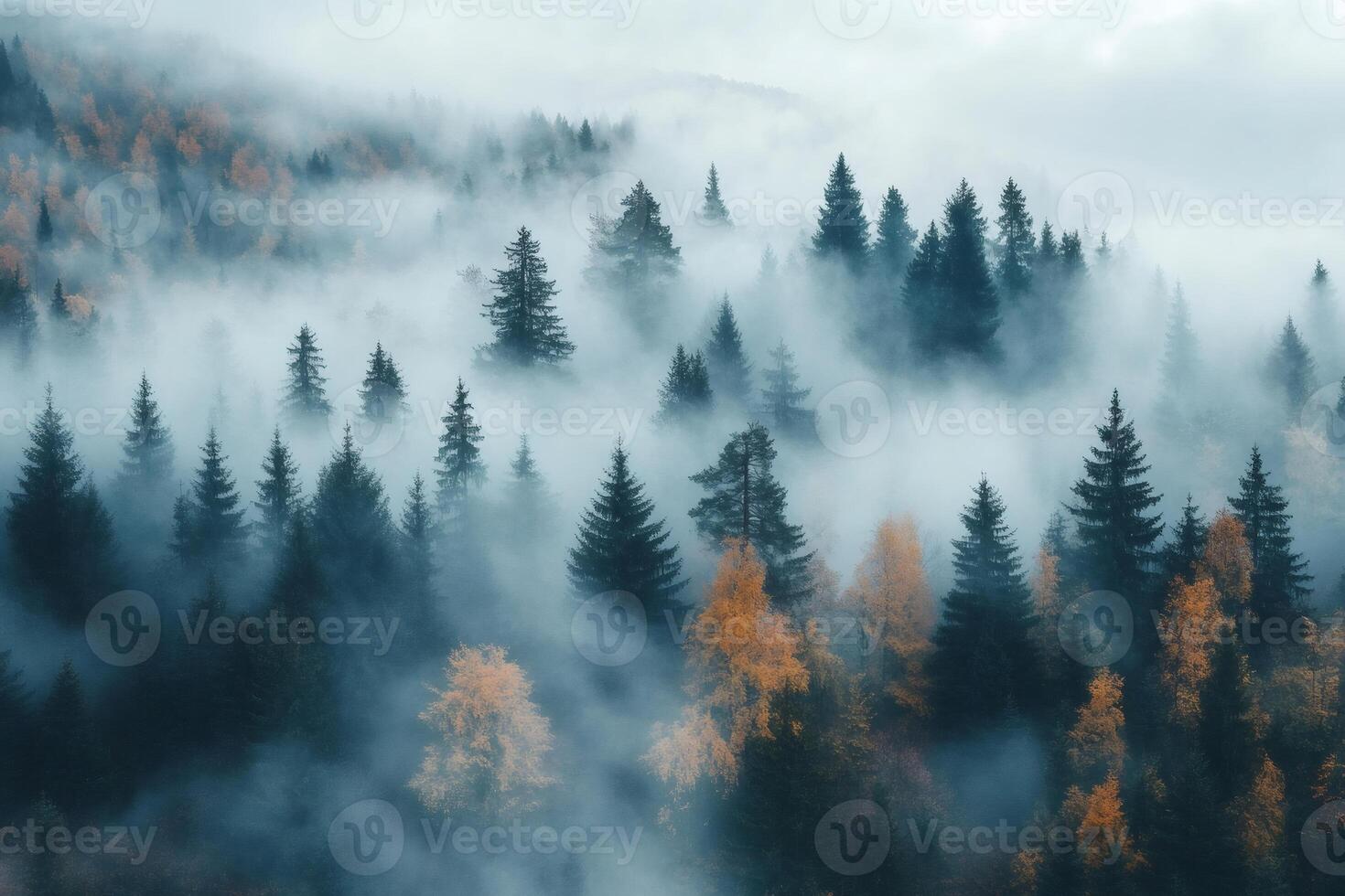 Misty forest landscape with fog covering evergreen trees in autumn photo