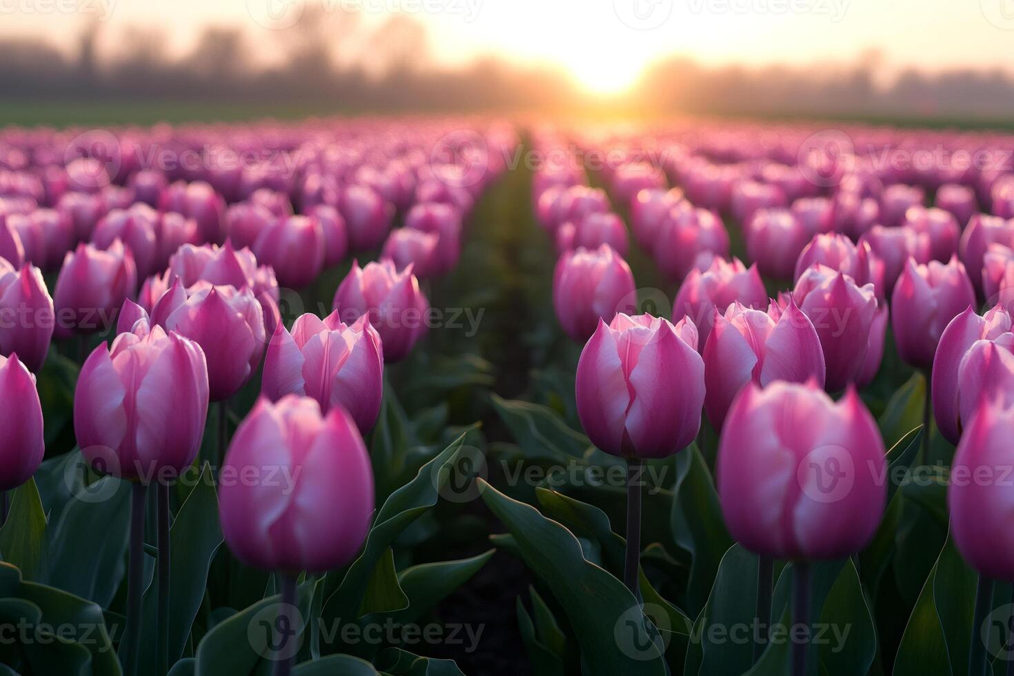 Pink tulips blooming in field at sunset creating stunning scenery photo