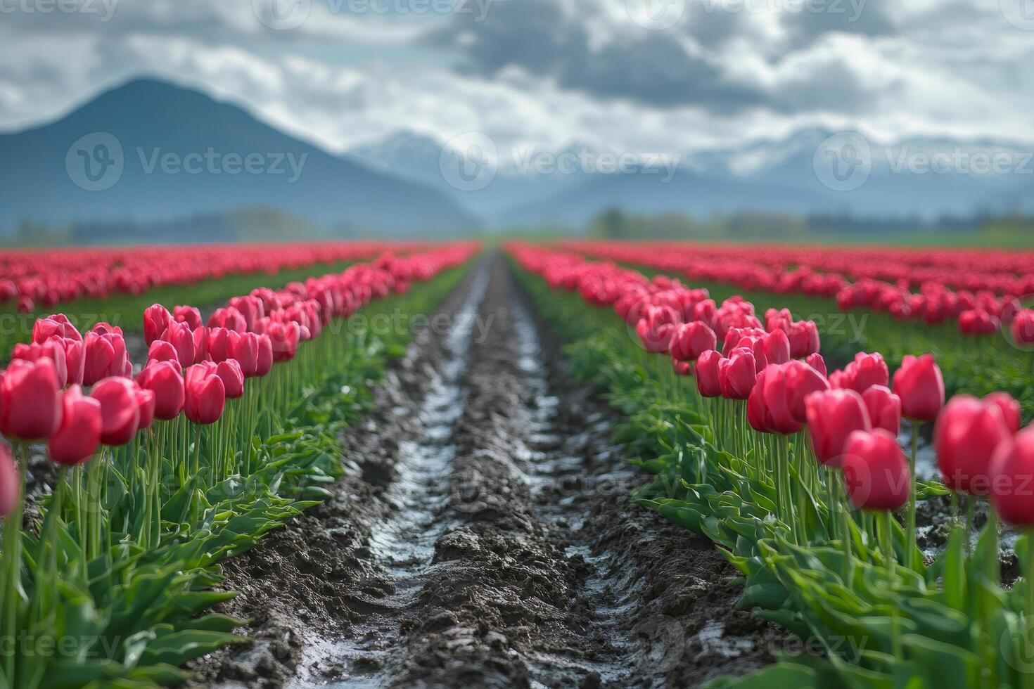 Rows of pink tulips growing in cultivated field with mountains in background photo