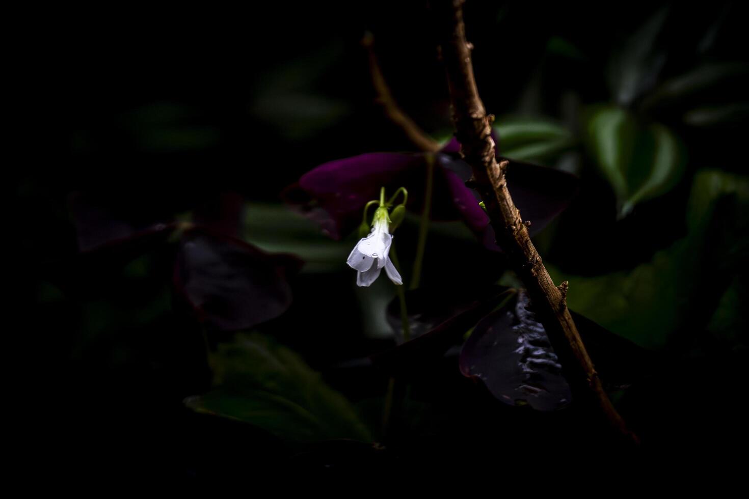 A single white flower is growing on a branch photo