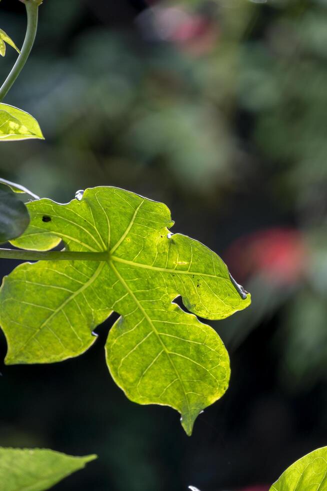 A green leaf on a tree photo