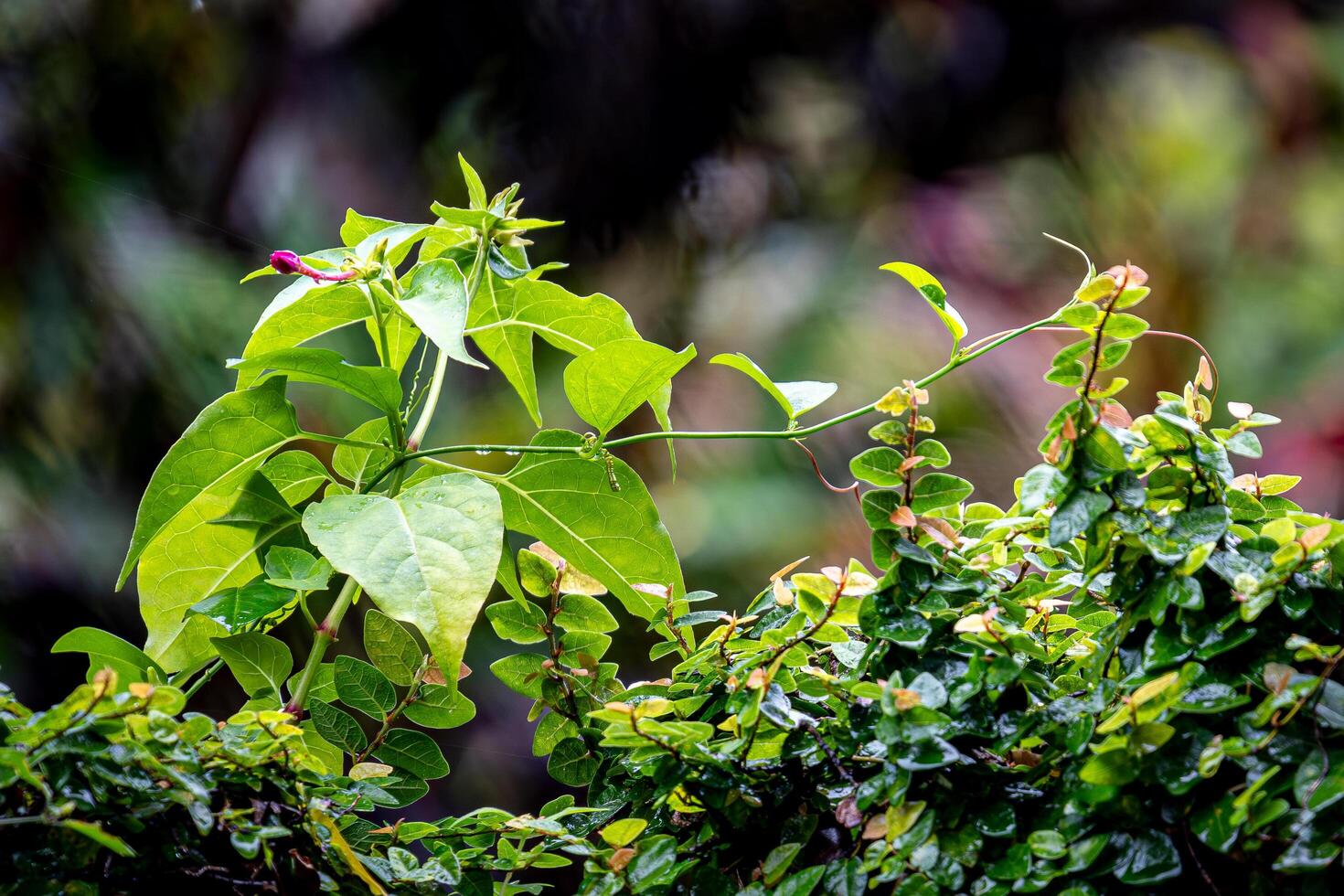A bird sitting on a tree branch with a flower photo