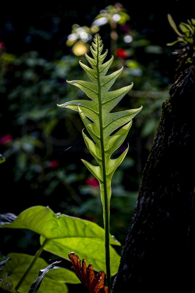 A fern growing in the dark photo