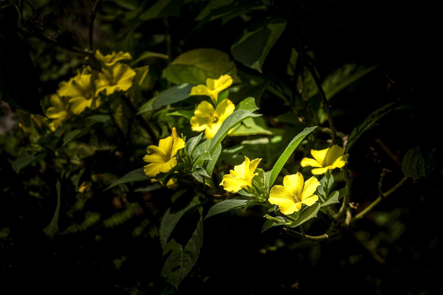 Yellow flowers in the dark photo