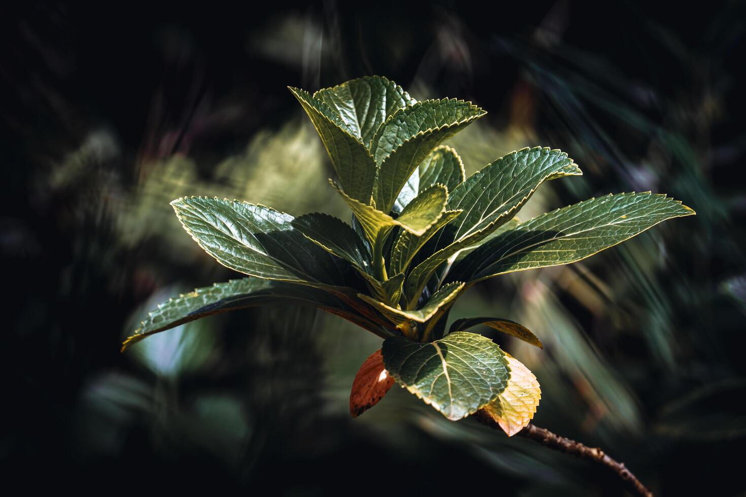 A plant with leaves and a stem photo