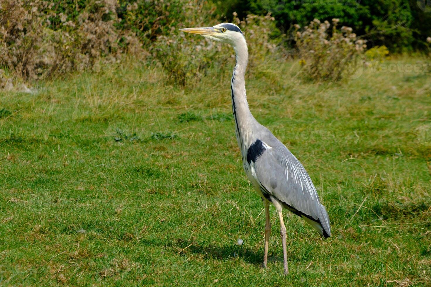 Grey heron- Ardea cinerea standing on grass. photo