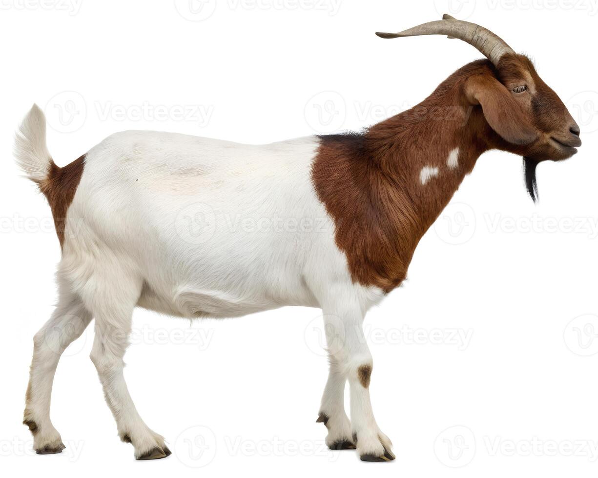 A striking brown and white goat, a picture of rustic charm, stands proudly against a stark white background. photo