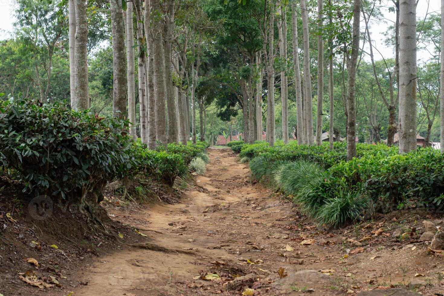 A dirt road or footpath in the middle of a green tea plantation with rows of shady trees. Tropical plantation scenery, perfect for tourism, relaxation, and ecotourism. photo