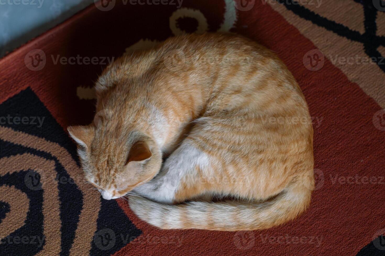 Fluffy domestic orange cat napping on soft carpet, calm and homey atmosphere. photo