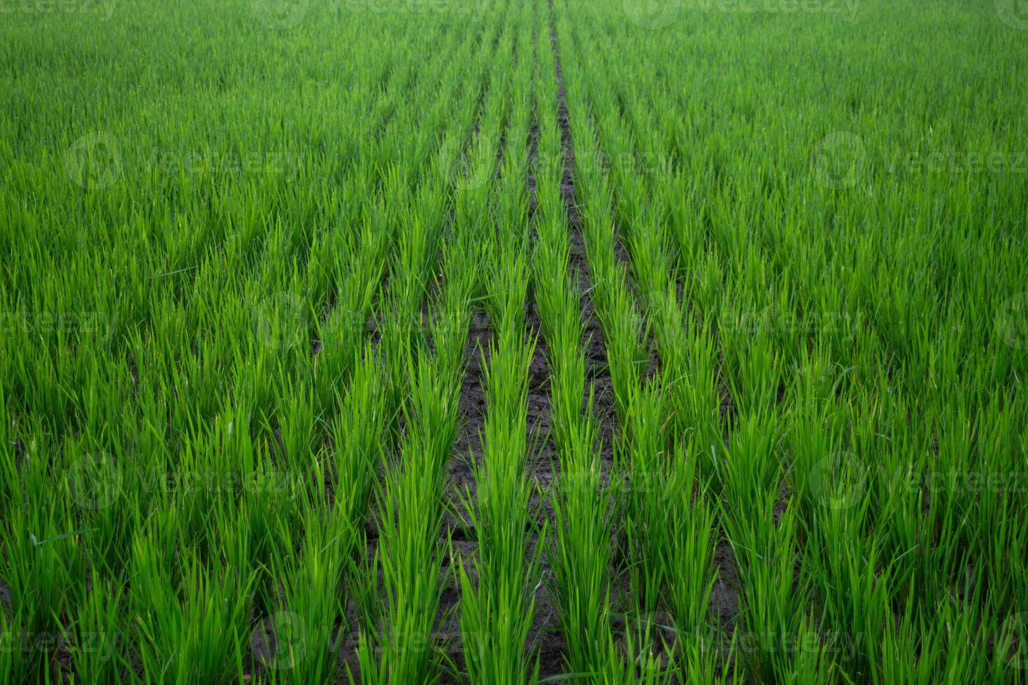 Rice field background or Oryza sativa. Lush green rice fields enter reproductive phase. Beautiful and calming view. Agriculture, nature, food, Asia, Indonesia. photo