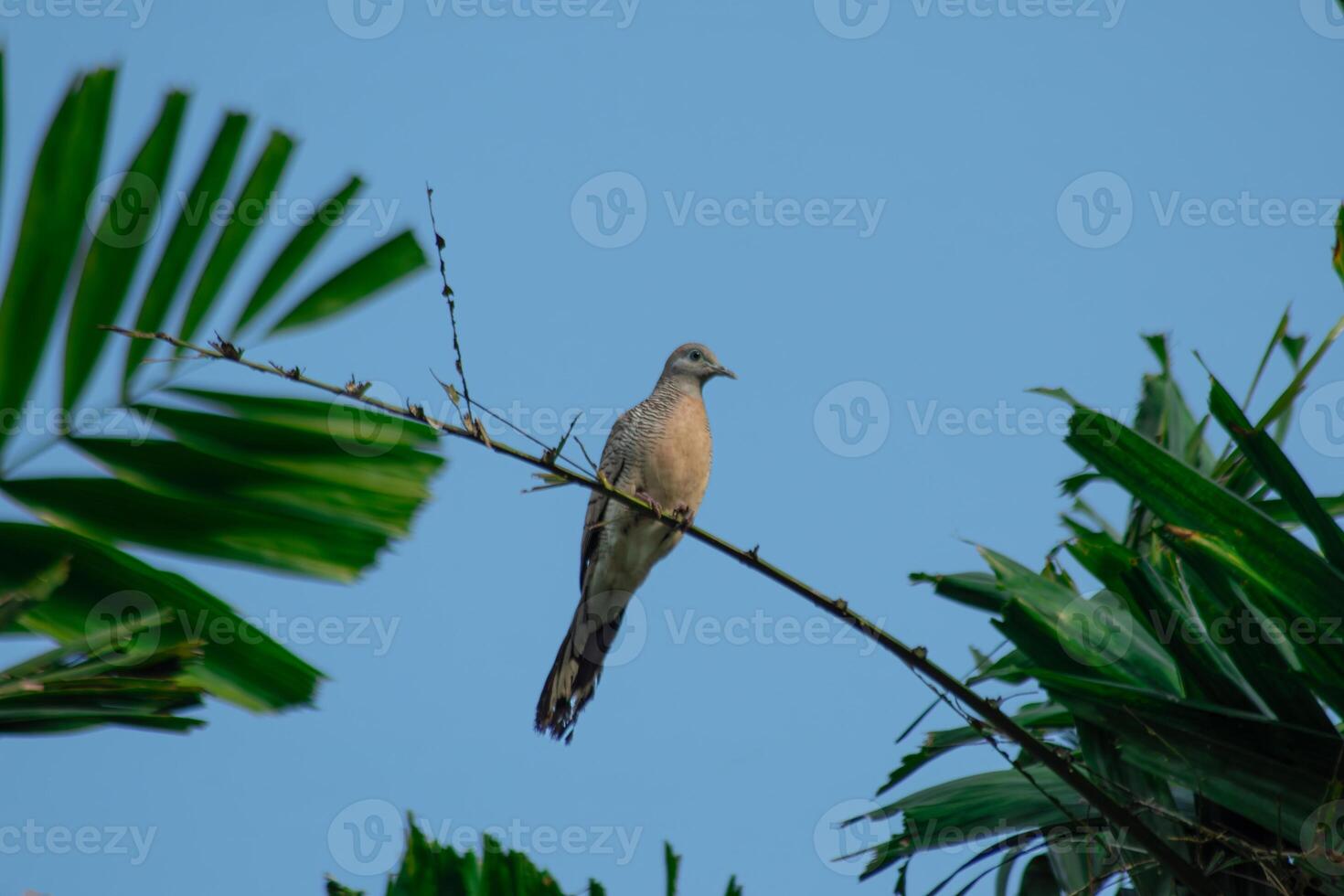 A Javanese zebra dove or geopelia striata perched on a tree branch with clear blue sky background. Exotic wild bird, tropical wildlife, Indonesian fauna. Blur photo
