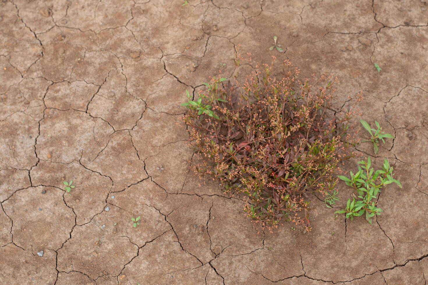Cracked soil surface caused by prolonged drought, representing climate change, water shortage, and land degradation in arid environments. photo