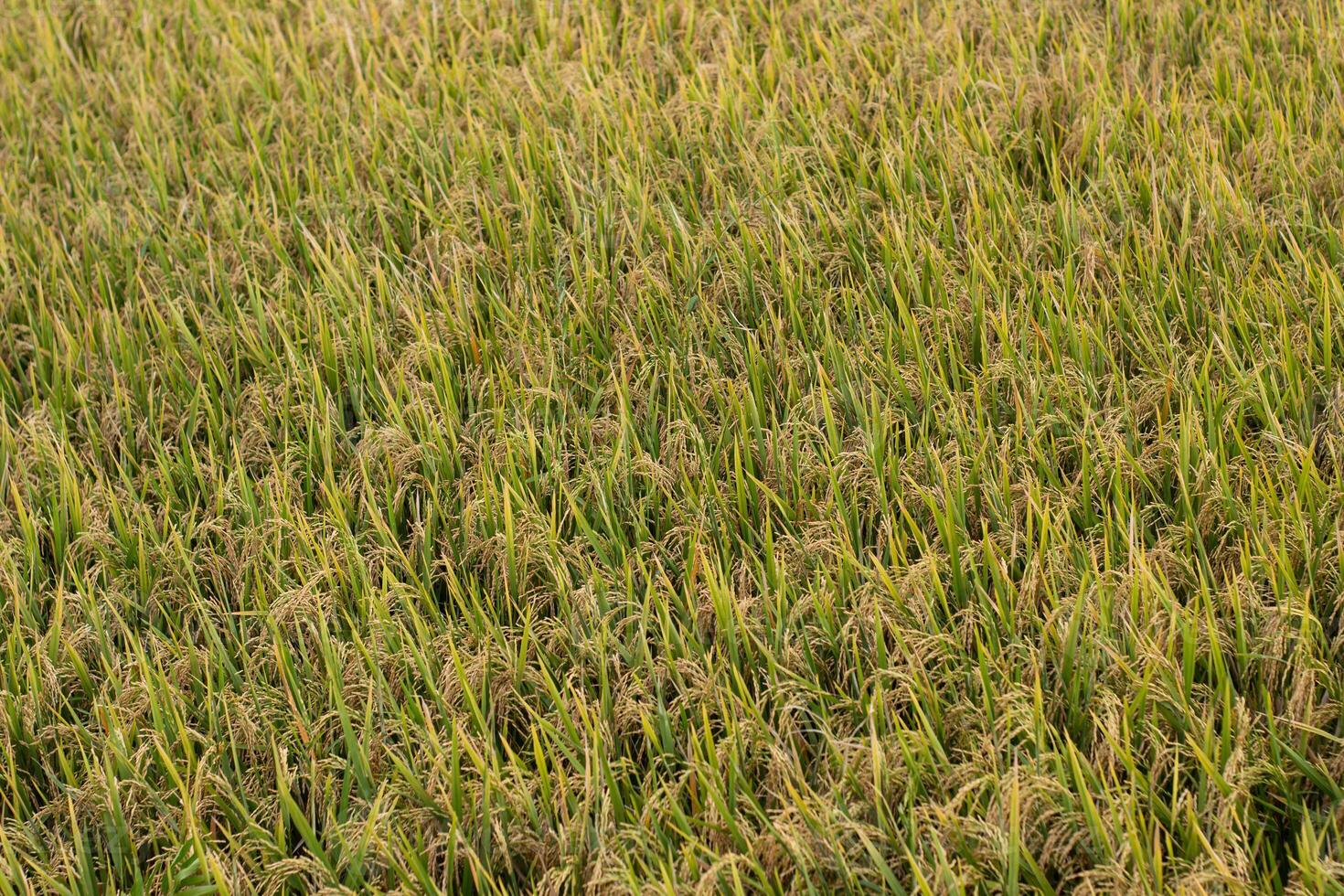 The rice fields turn golden, ready for harvest. The view of the fields during harvest season is perfect for themes of agriculture, nature, food, Asia, and Indonesia. Oryza sativa photo