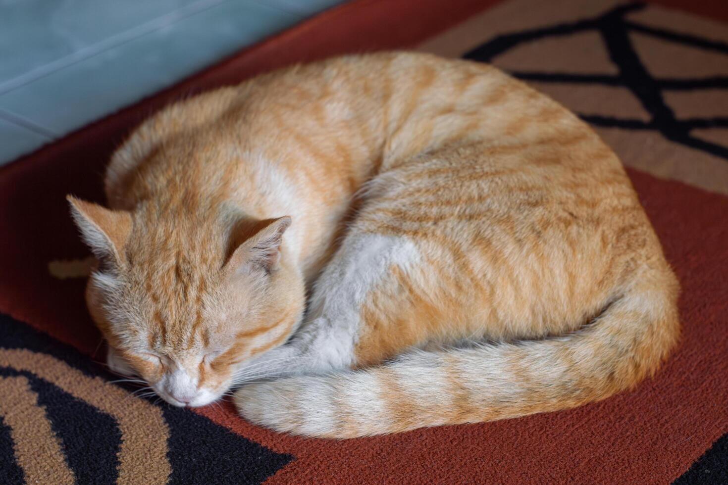 An orange cat sleeping soundly on a carpet in a curled position. A fluffy domestic cat looks comfortable and peaceful. Adorable pet, relaxation, and home comfort. photo